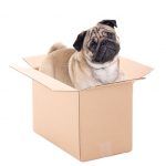 pug dog sitting in brown carton box isolated on white pug dog sitting in brown carton box isolated on white background